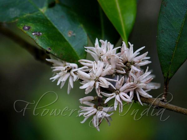 Malabar Fringe Tree